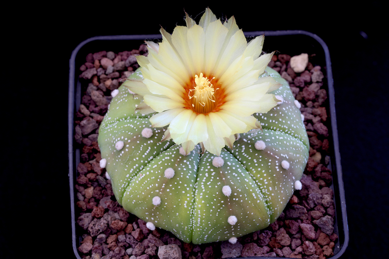 Astrophytum asterias 