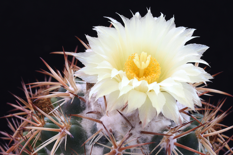 Coryphantha guerkeana 