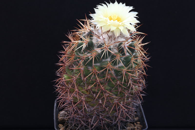 Coryphantha guerkeana 