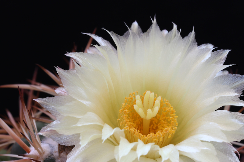 Coryphantha guerkeana 