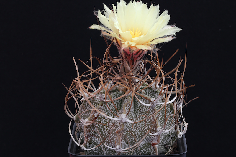 Astrophytum capricorne v. crassispinum 