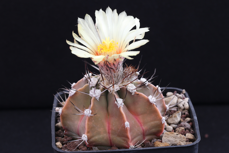 Astrophytum capricorne v. aureum x asterias cv. super kabuto 