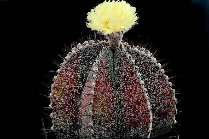 Astrophytum myriostigma x ornatum 