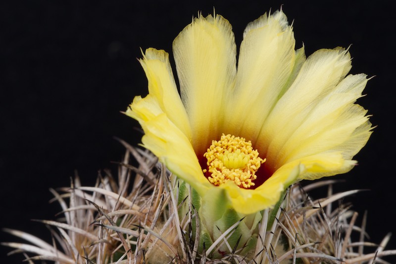 Coryphantha difficilis 