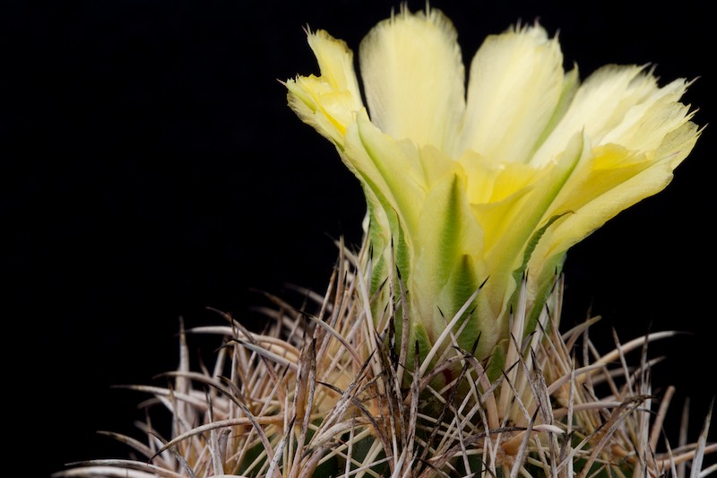 Coryphantha difficilis 