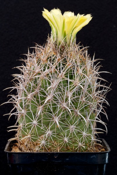 Coryphantha difficilis 