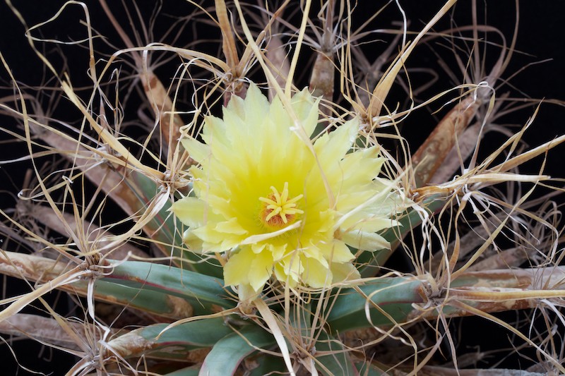 Leuchtenbergia principis 