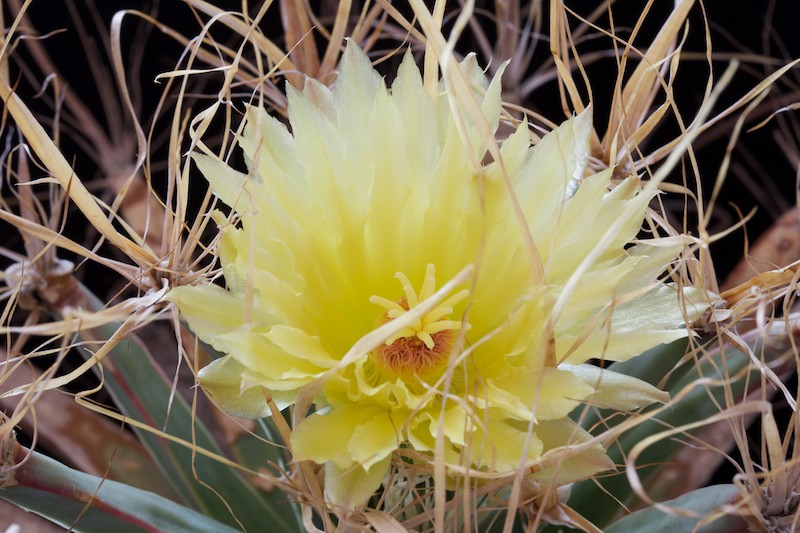 Leuchtenbergia principis 