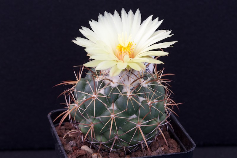 Coryphantha elephantidens ssp. greenwoodii 