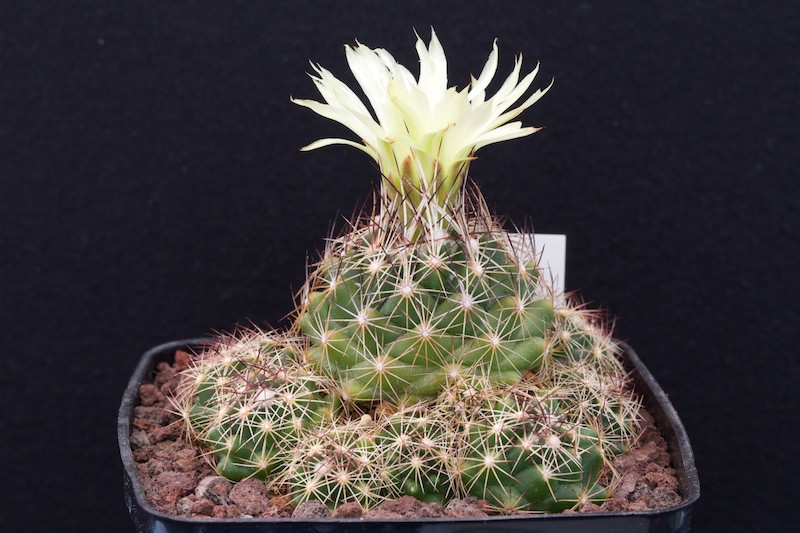 coryphantha neglecta