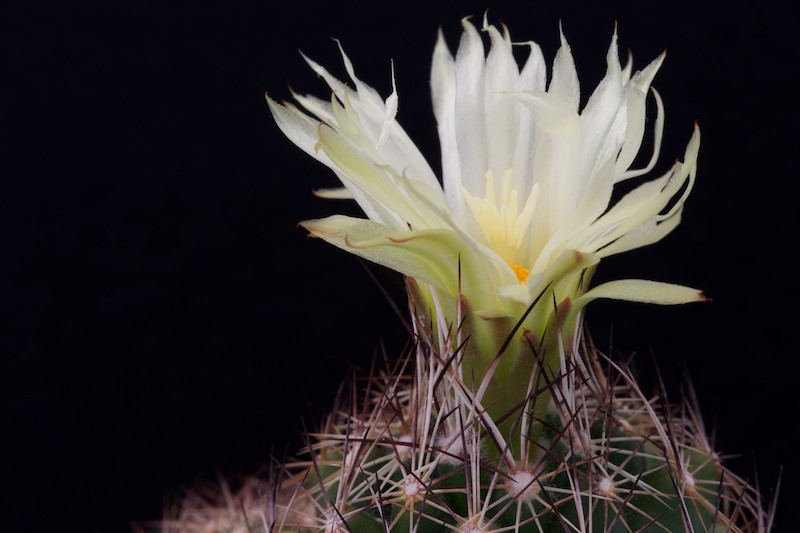 Coryphantha neglecta 