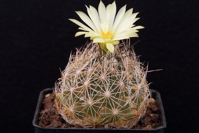 Coryphantha compacta 