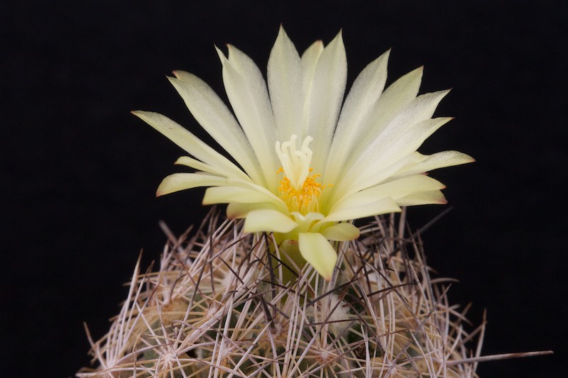 Coryphantha compacta 