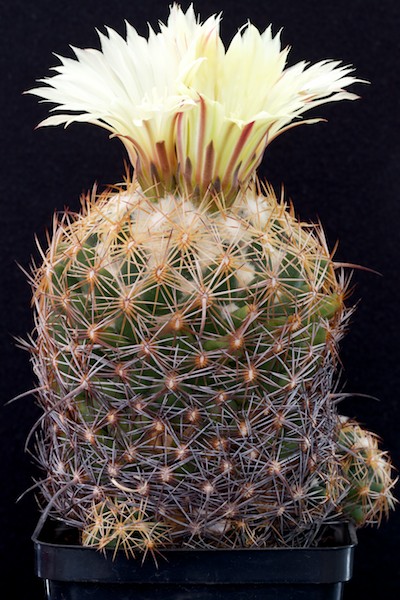 Coryphantha pallida 