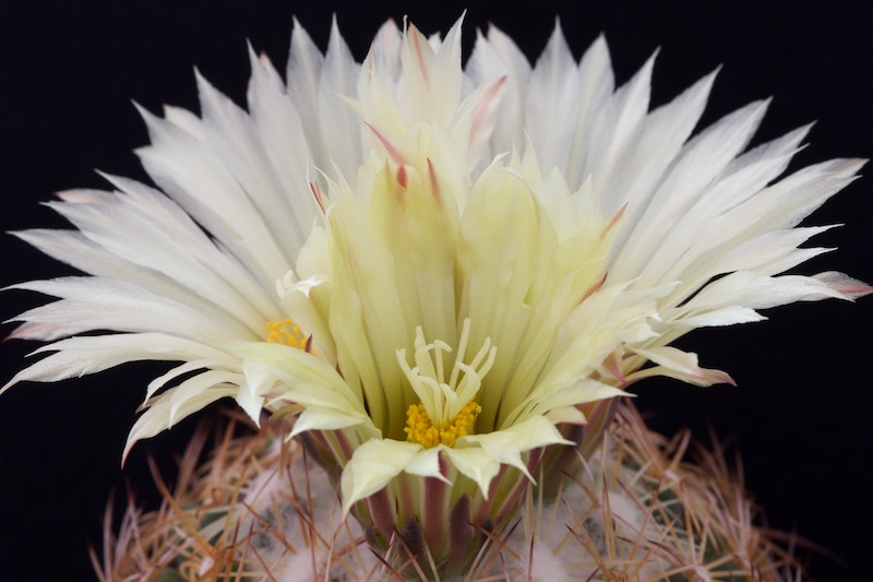 Coryphantha pallida 