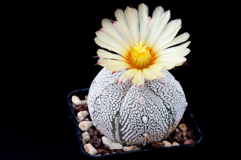 Astrophytum coahuilense x onzuka 