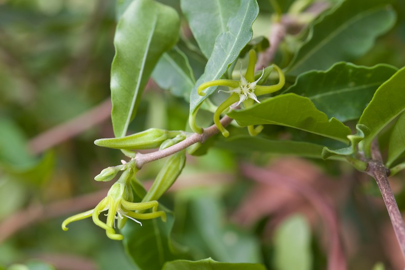 Fockea edulis 