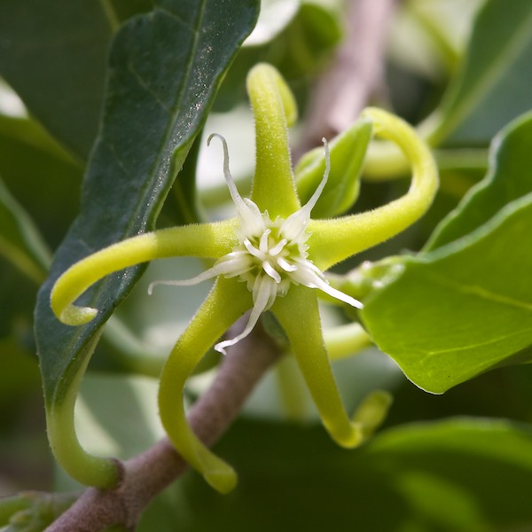 Fockea edulis 