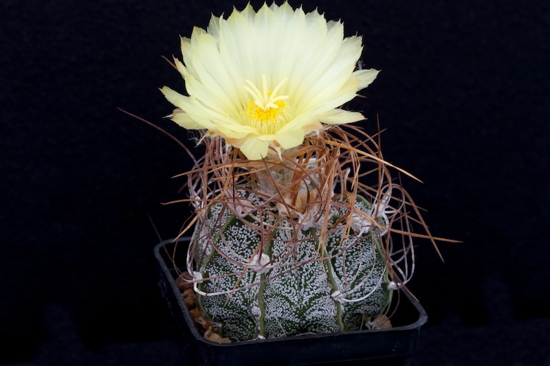 Astrophytum capricorne cv. crassispinoides 