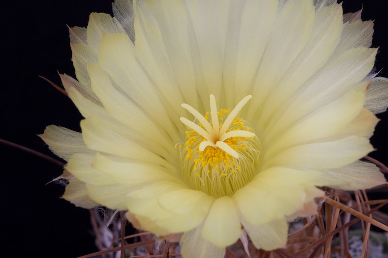 Astrophytum capricorne cv. crassispinoides 