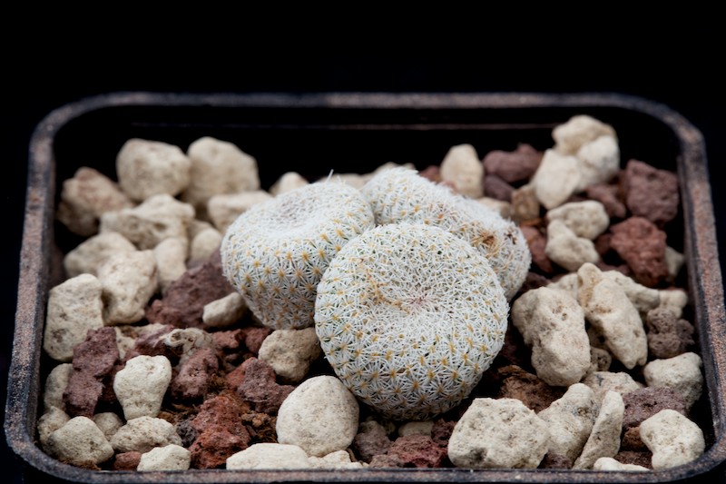 Epithelantha micromeris SB 1327