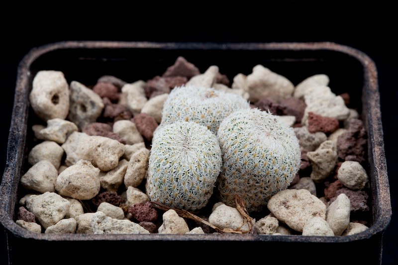 Epithelantha micromeris PM 166