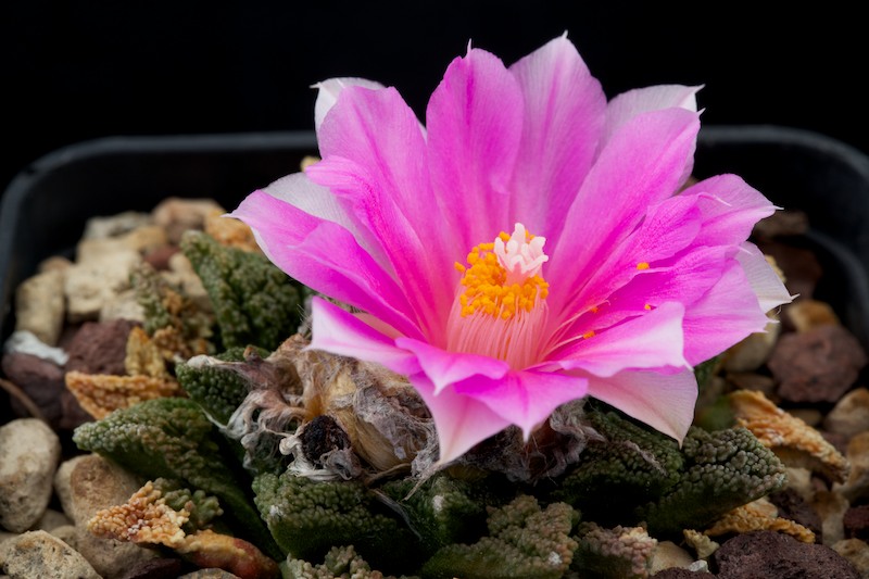 Ariocarpus bravoanus ssp. hintonii 