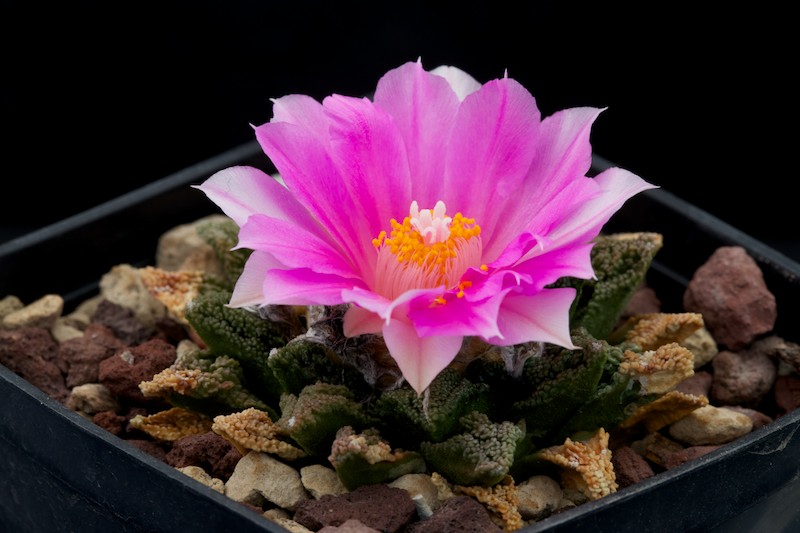 Ariocarpus bravoanus ssp. hintonii 