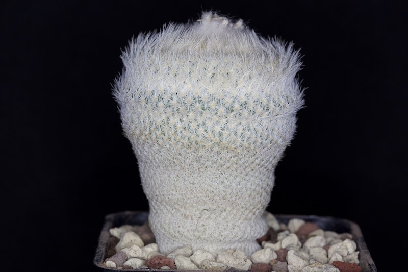 Epithelantha bokei 