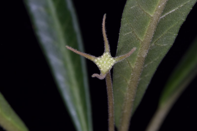 dorstenia crispa ssp. lancifolia