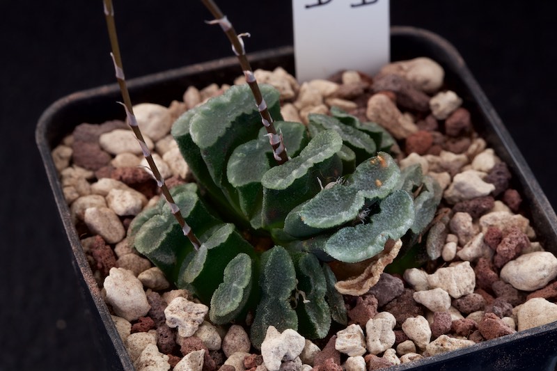 Haworthia truncata 