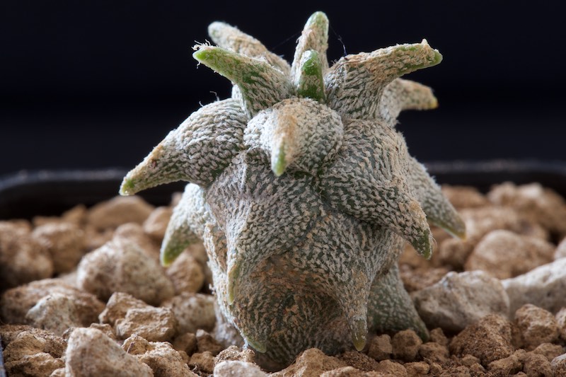 Astrophytum coahuilense cv. kikko 