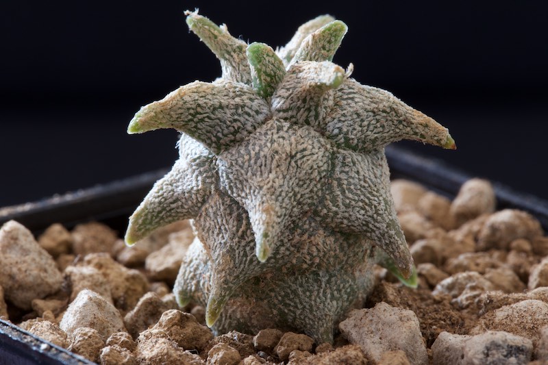 Astrophytum coahuilense cv. kikko 