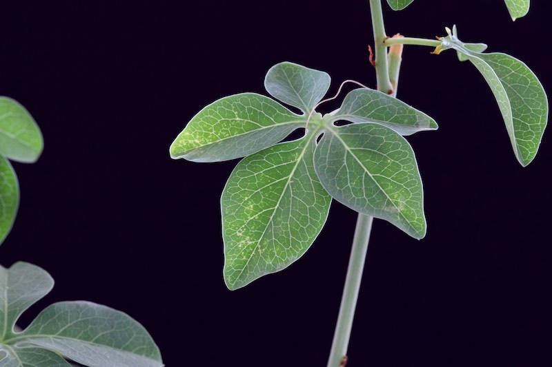 Adenia glauca 