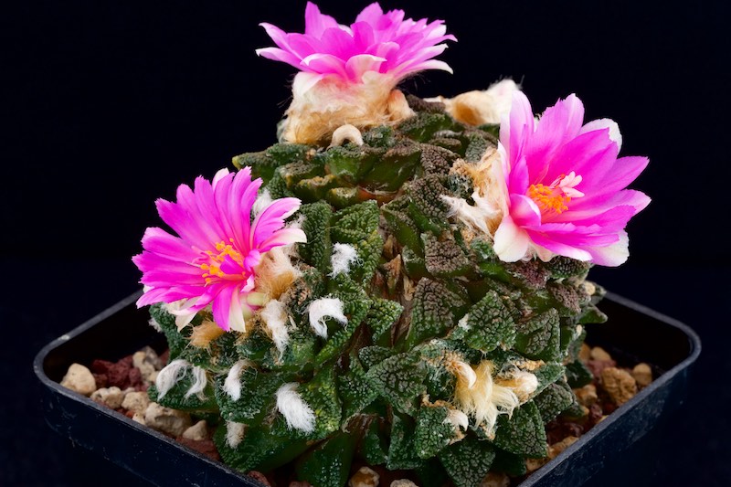 Ariocarpus bravoanus ssp. hintonii 