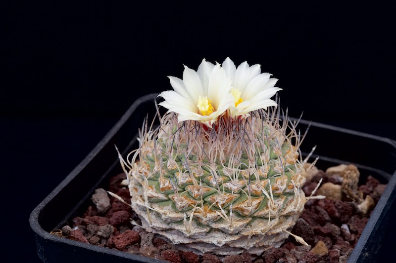 Strombocactus disciformis 