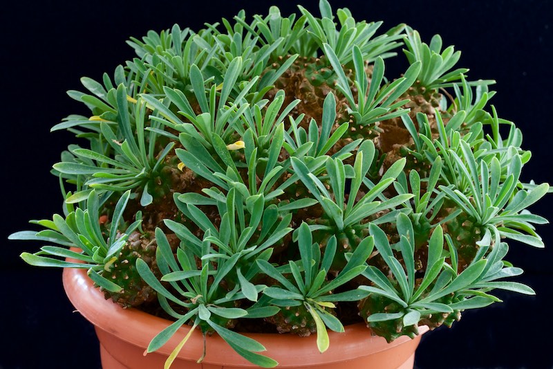 Euphorbia x japonica 