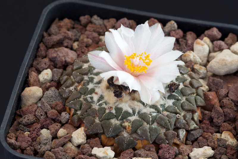 Ariocarpus kotschoubeyanus v. albiflorus 