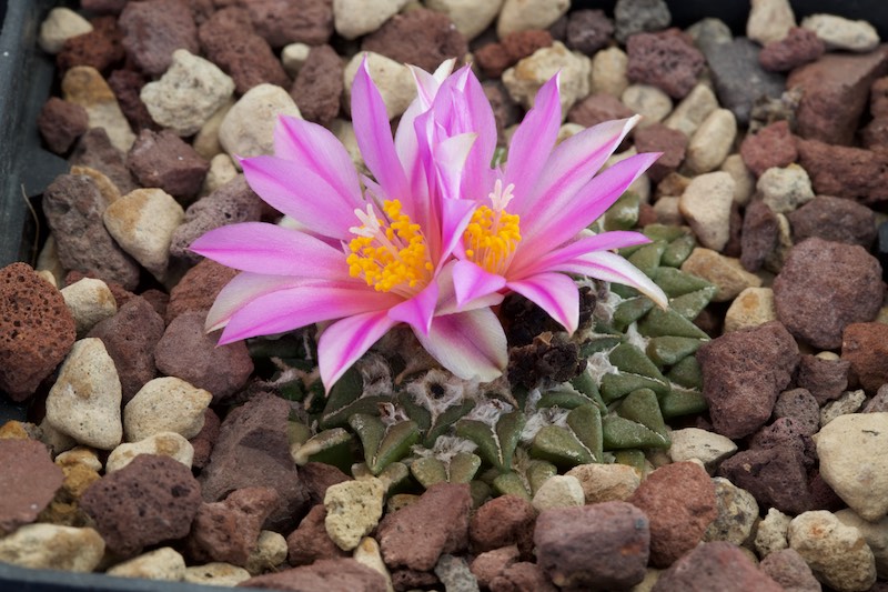 Ariocarpus kotschoubeyanus 