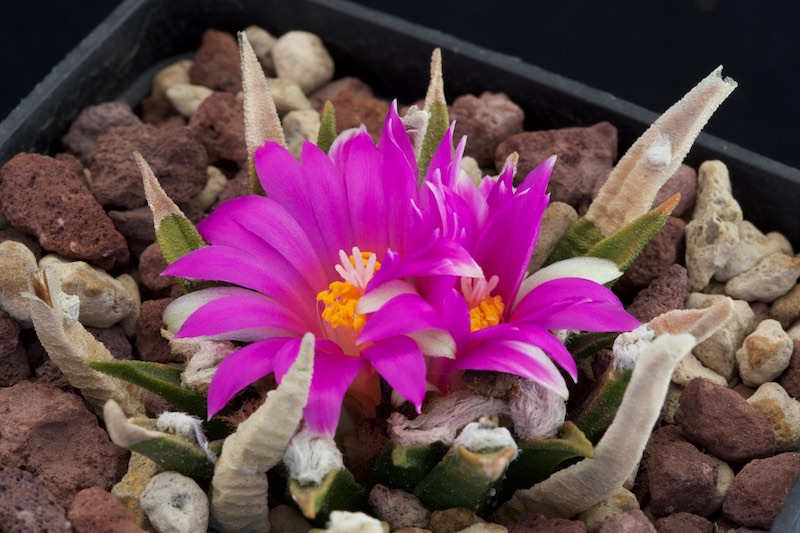 Ariocarpus agavoides 