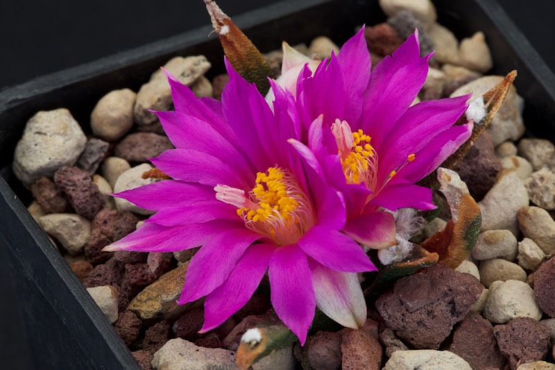 Ariocarpus agavoides 