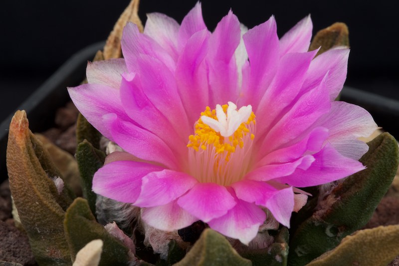 Ariocarpus agavoides x fissuratus 