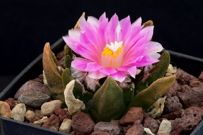 Ariocarpus agavoides x fissuratus 