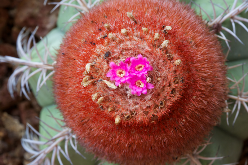 Melocactus matanzanus 