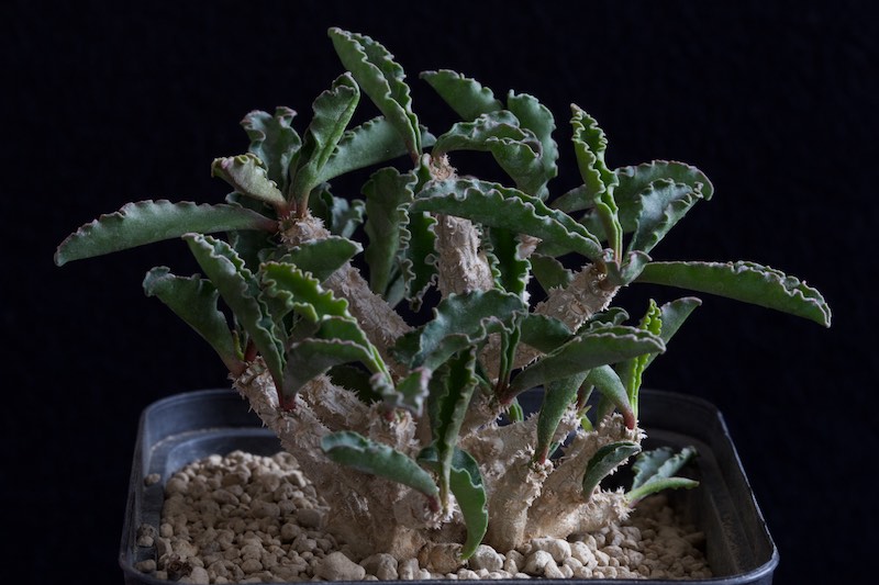 Euphorbia cap-saintemariensis 