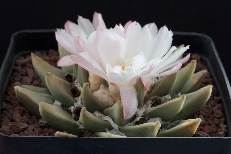 Ariocarpus retusus ssp. scapharostroides 