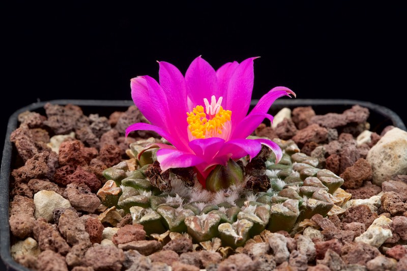 Ariocarpus kotschoubeyanus ssp. sladkovskyi 