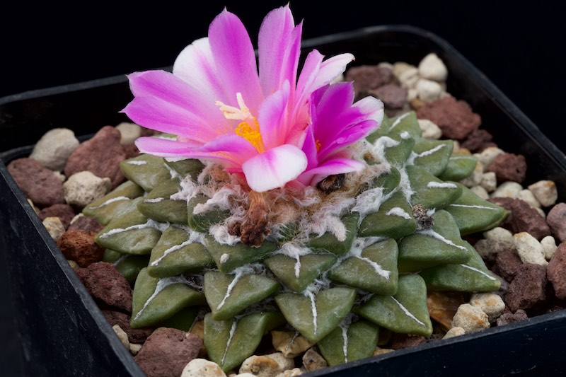 ariocarpus kotschoubeyanus x retusus