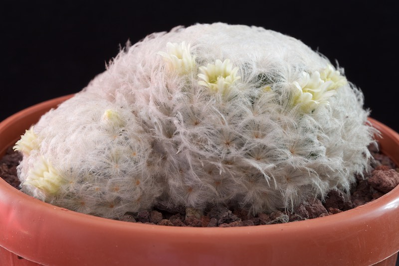 Mammillaria plumosa 