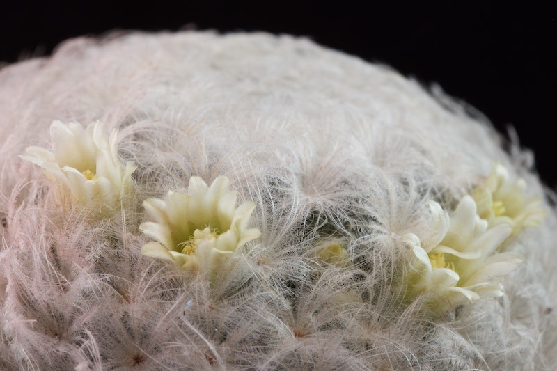 Mammillaria plumosa 